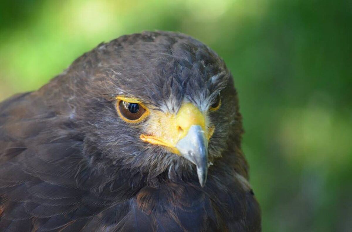 Falconieri Le Ali della Terra